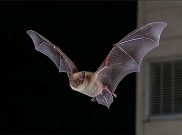 アブラコウモリ（イエコウモリ）