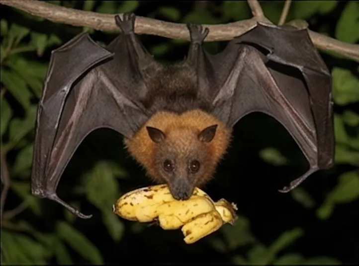 オガサワラオオコウモリ