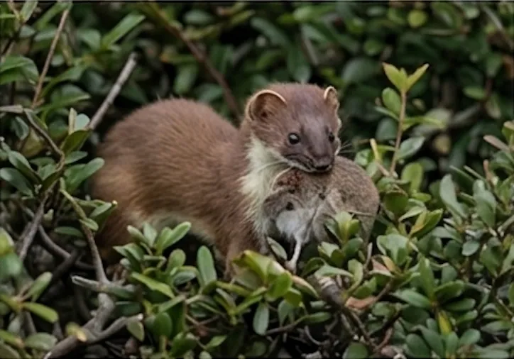チョウセンイタチ