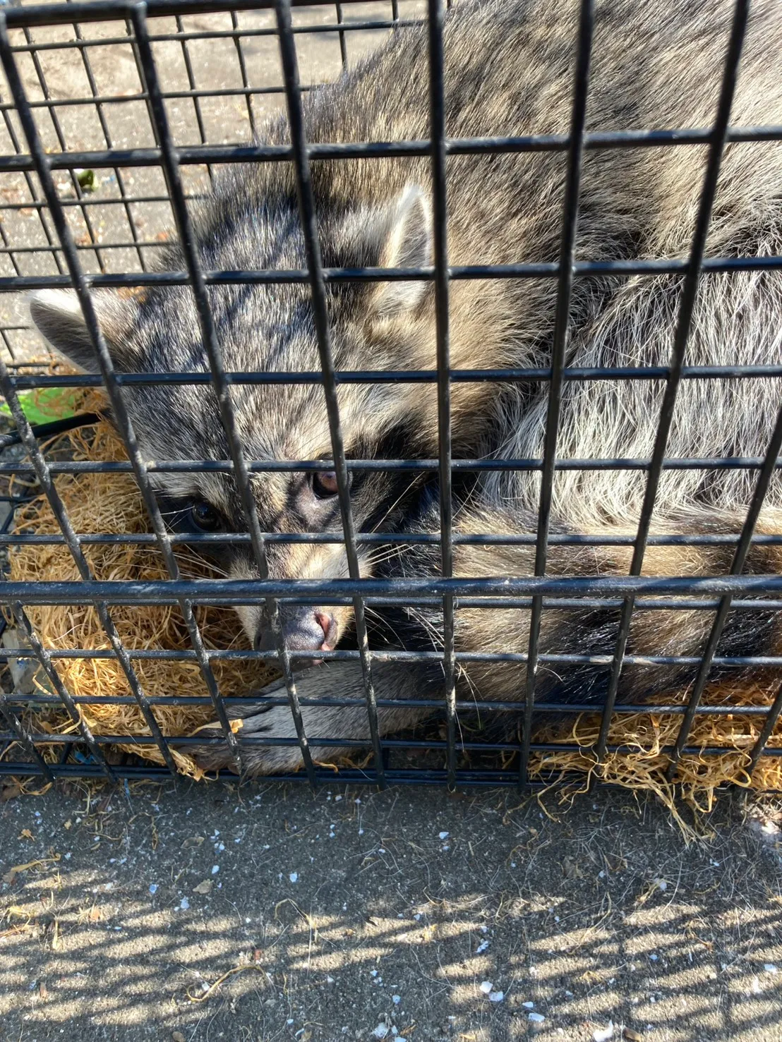 栃木県佐野市の古刹を救え！アライグマによる本堂天井裏の不法占拠と「巨大溜め糞」被害からの歴史的建造物再生録