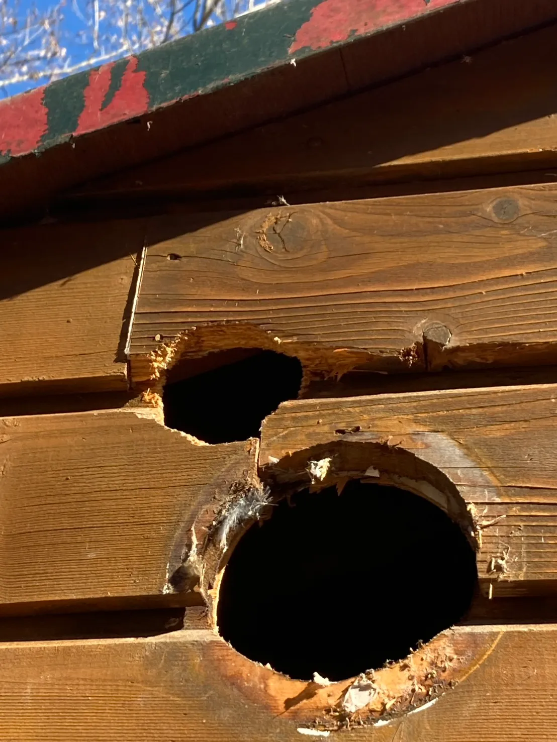 外壁を貫くキツツキの「ドラミング」被害！断熱材への営巣撤去からブリキ板による鉄壁の再発防止工事