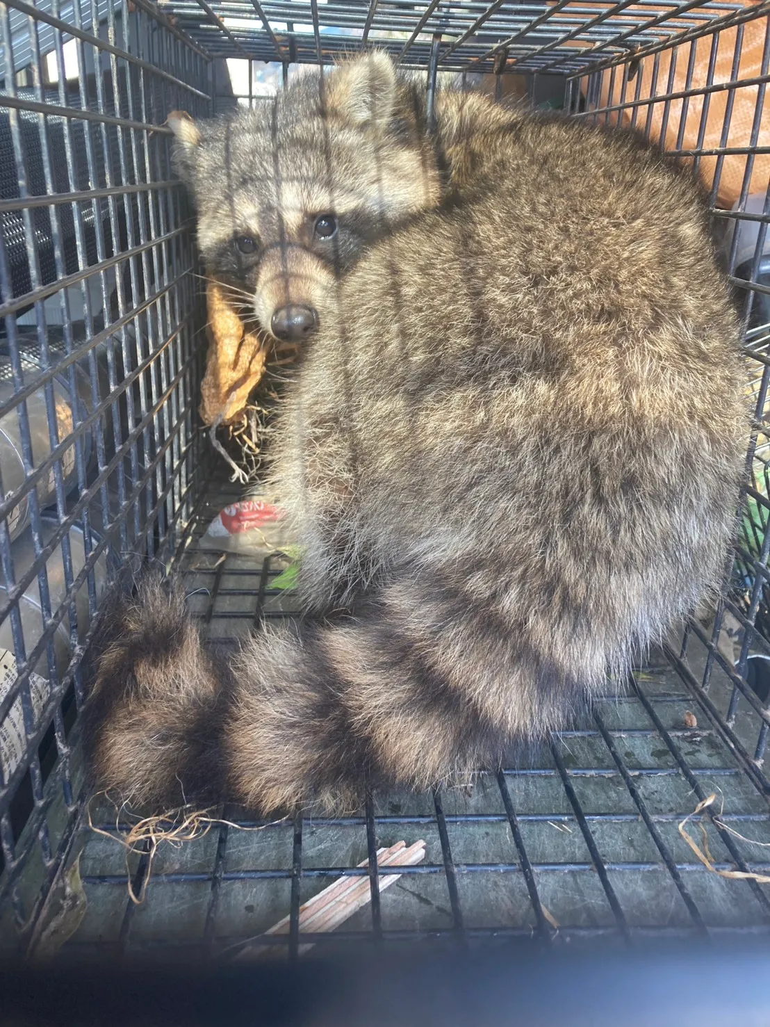 茨城県筑西市｜床下を占拠したアライグマを迅速捕獲！「床下」と「屋根下」のダブル封鎖で再侵入を完封