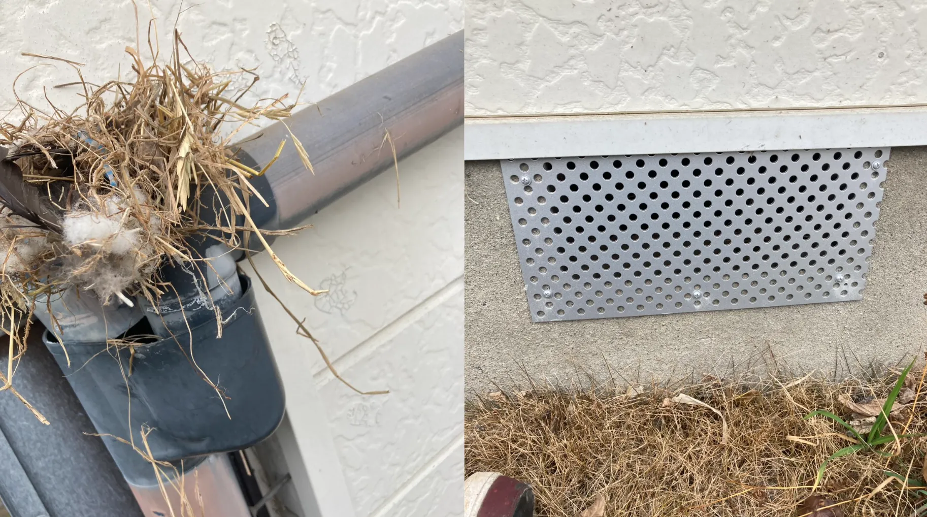 茨城県下妻市｜雨樋のムクドリ営巣と床下のネズミ侵入を同時解決！「空と地」からのダブル防除と通気口メタル封鎖