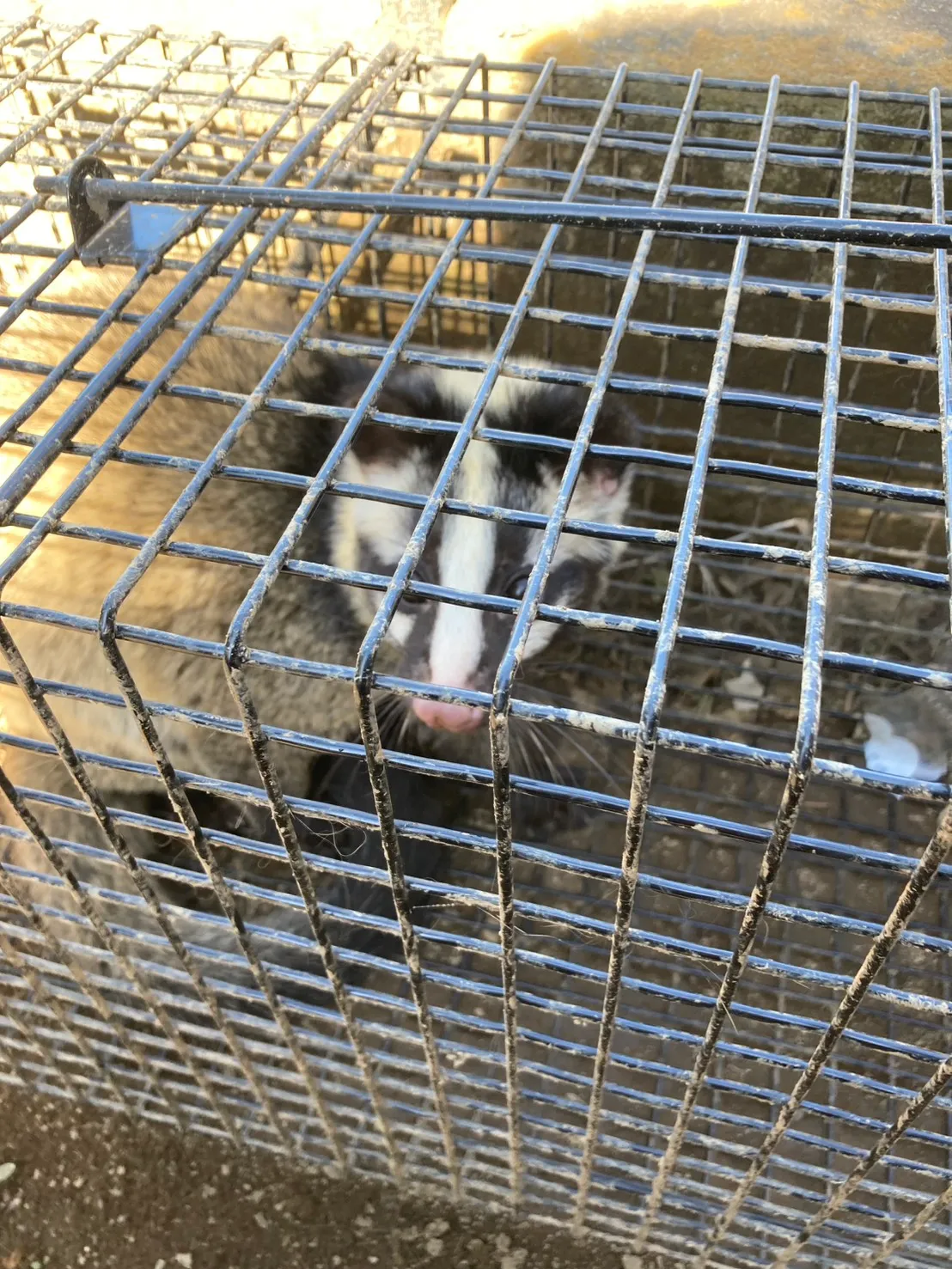 栃木県栃木市｜屋根裏に定着したハクビシンを捕獲・完全復旧！大量の糞尿清掃から鉄壁の侵入口封鎖工事