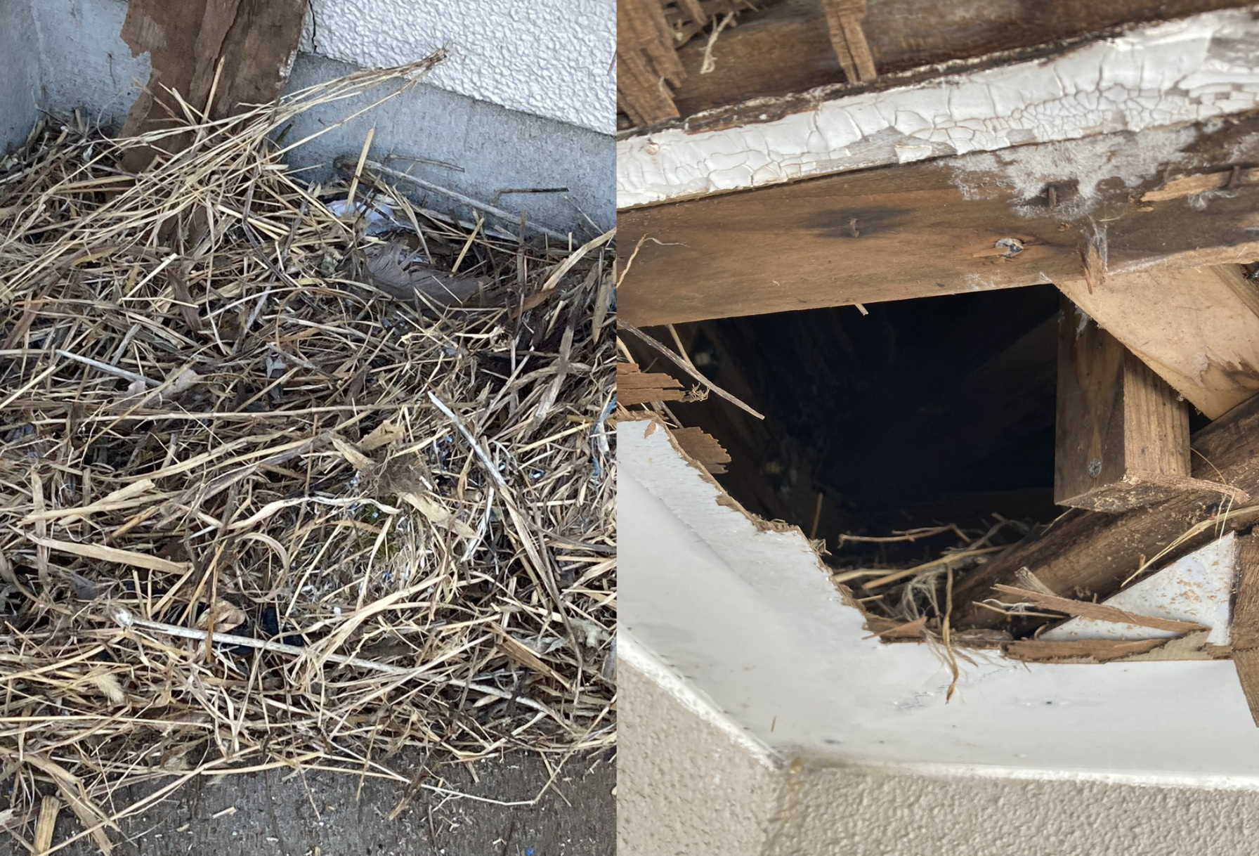 栃木県小山市｜二階軒天の損壊箇所にムクドリが営巣！死骸と大量の巣材撤去から軒天全面張り替えによる鉄壁の防鳥工事