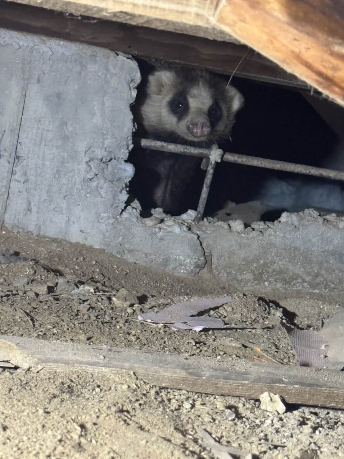 山口県山口市｜畳を突き破り室内を徘徊するアナグマ親子。4匹の子供保護と「再侵入完全封鎖」で住まいの平穏を取り戻した緊急防除録