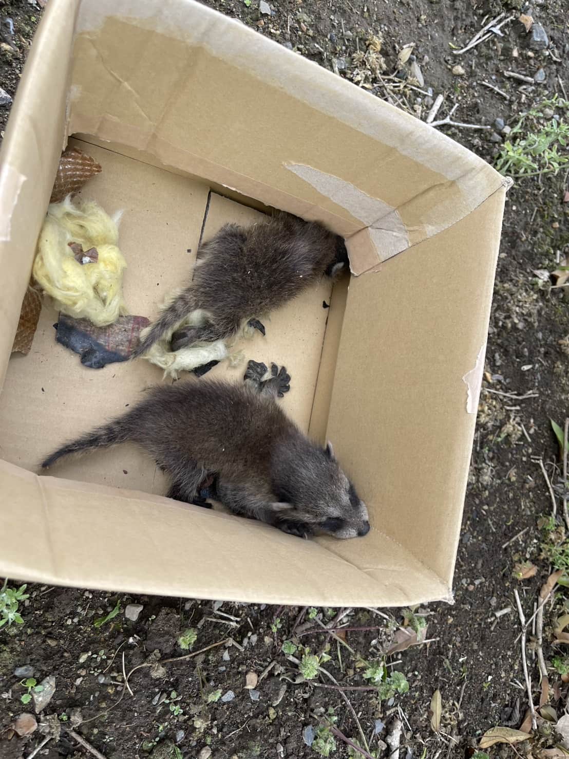 茨城県古河市｜玄関天井裏に作られた「アライグマの託児所」。赤ちゃんの保護から徹底消毒、執念の再侵入を断つ精密封鎖まで完遂した防除録