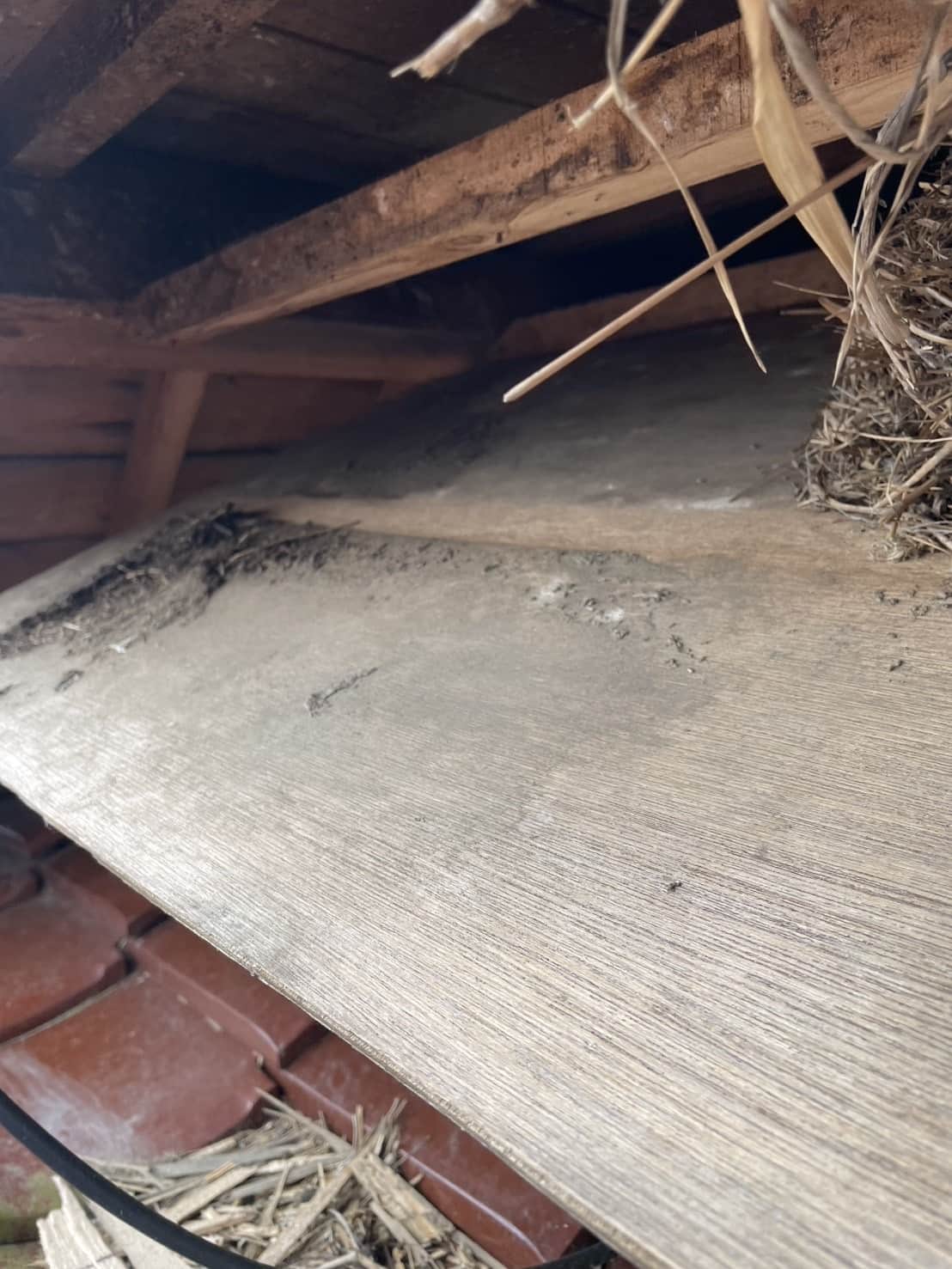 千葉県東金市｜天井から響く「鳴き声」と漏れ出す「獣臭」。断熱材を汚染する正体を特定し、建築的封鎖と高濃度消毒で沈黙と潔白を奪還した防除録