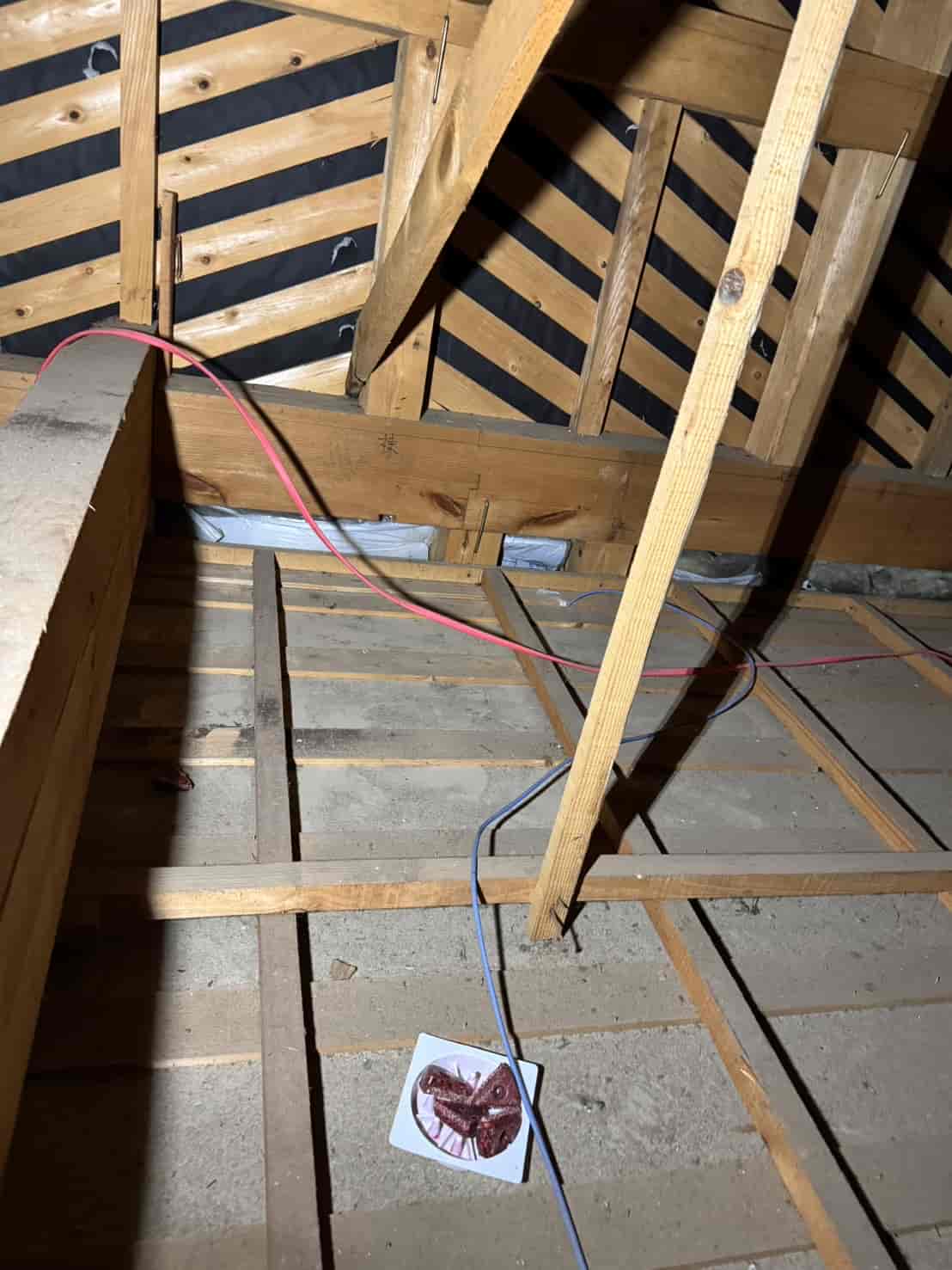 島根県出雲市｜天井裏に潜む「ネズミとコウモリ」の二重奏。糞尿汚染のリセットと精密封鎖で静寂を取り戻した駆除録