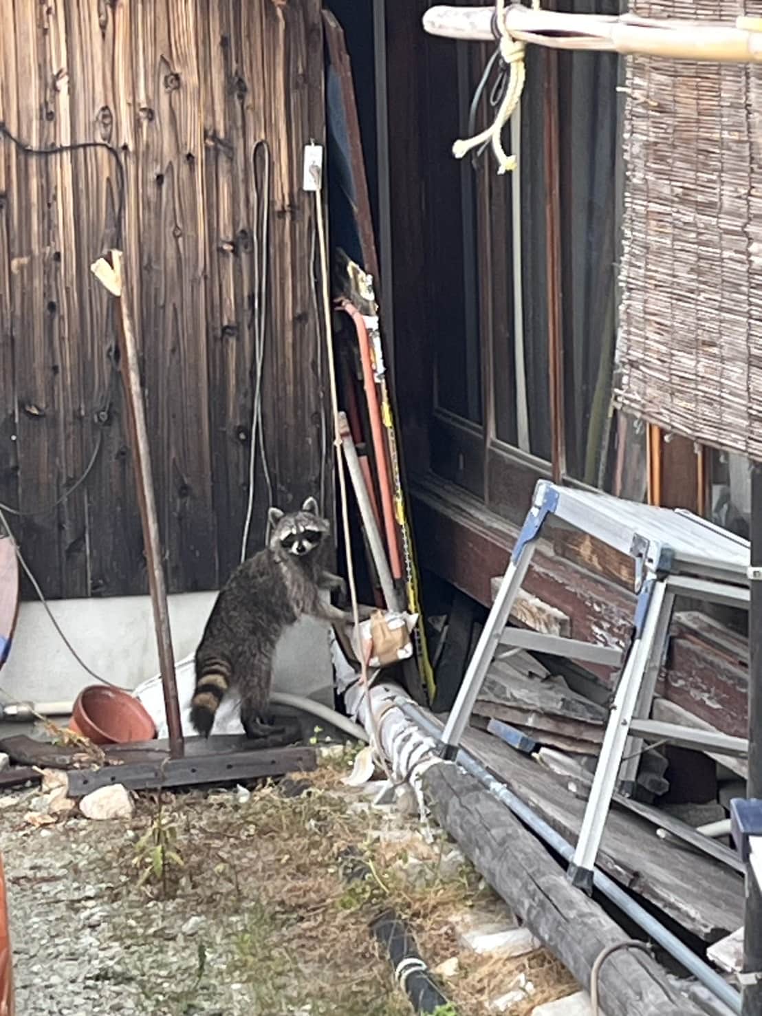 西宮市｜春の訪れと共に現れる「断熱材の破壊者」。育児拠点と化した屋根裏の奪還