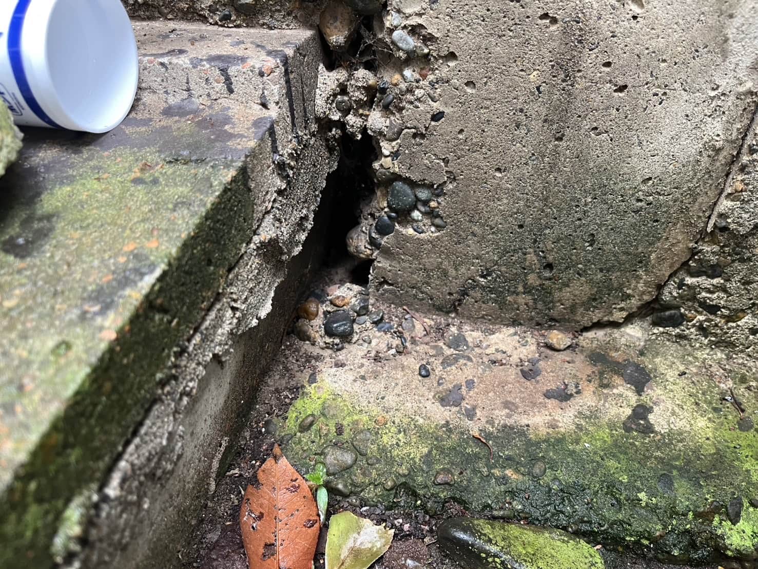 茨城県つくば市｜アライグマによる天井崩落と育児被害の完全復旧